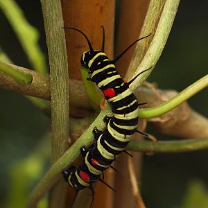 Mainau Butterfly House