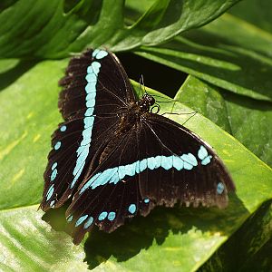 Mainau Butterfly House