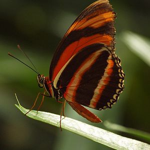 Mainau Butterfly House