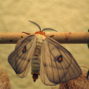 Mainau Butterfly House