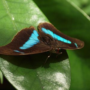 Mainau Butterfly House