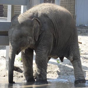 Asian elephant calf - peeing
