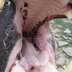 Pygmy hippo mouth 1