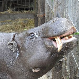 Pygmy hippo being fed by visitors