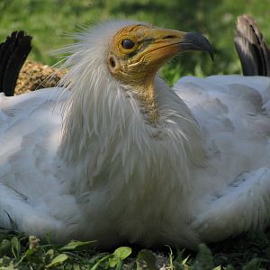 Egyptian vulture - blinking