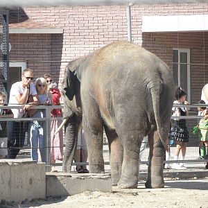 Elephant viewing area