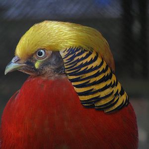 Golden pheasant