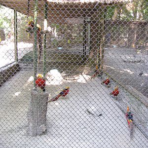 Golden pheasant exhibit