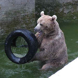 Brown bear in pool