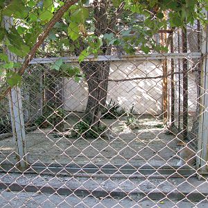 Patas monkey exhibit (one of two)