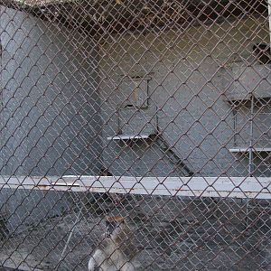 Patas monkey exhibit (2nd)