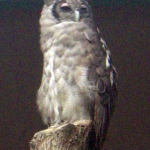 Verreaux's Eagle Owl (Bubo lacteus)