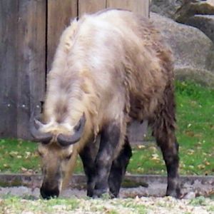 Takin (Budorcas taxicolor)