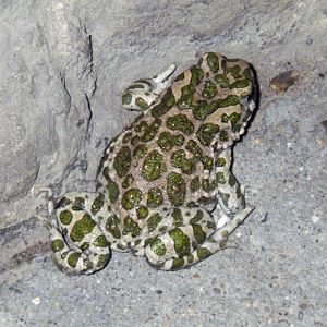 Green Toad (Bufo viridis)