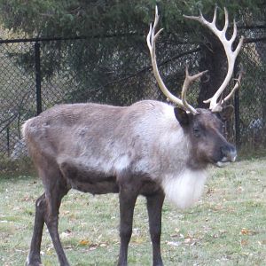 Reindeer