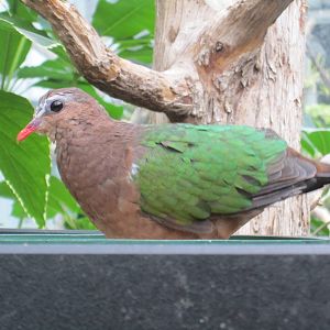 Green Winged Dove