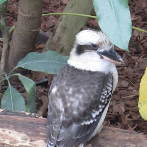 Laughing Kookaburra