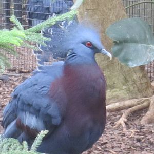Victoria Crowned Pigeon