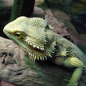 Bearded Dragon