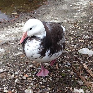 Lesser Snow Goose
