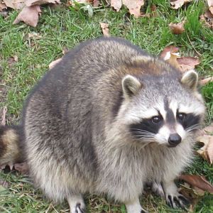 Raccoon
