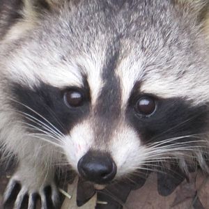 Racoon