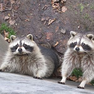 Raccoons