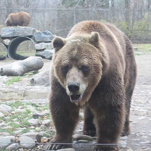 Grizzly Bear