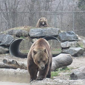Grizzly Bears