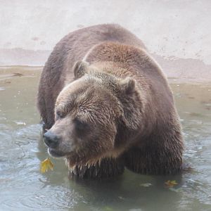 Grizzly Bear