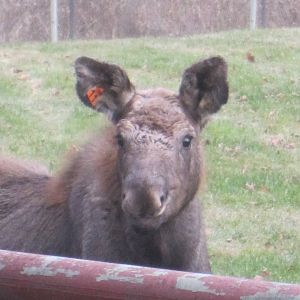 Baby Moose