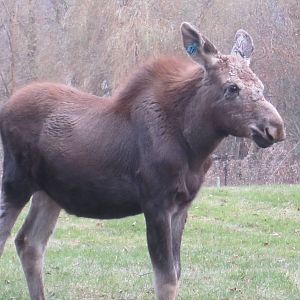 Baby Moose