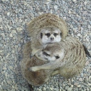 Slender Tailed Meerkats