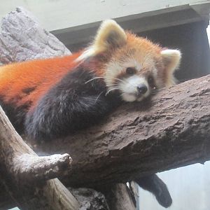 Red Panda