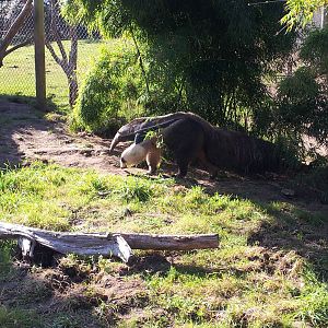 Giant Anteater