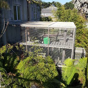 (Black and White?) Colobus Enclosure