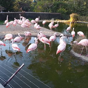 Chilean Flamingos