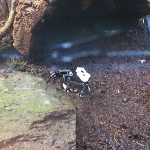 Poison Dart Frog (species?)