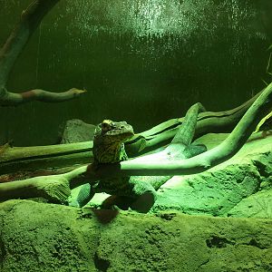 Falcor/"Big Daddy" Bahasa