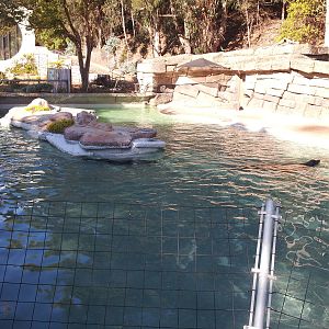 Sea Lion Pool