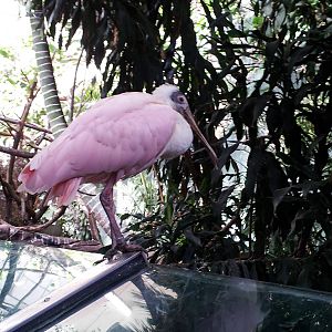 Roseate Spoonbill