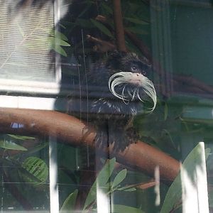 Emperor tamarin