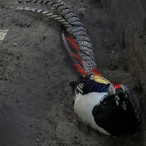 Lady Amherst pheasant