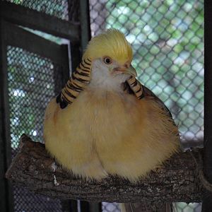 Yellow golden pheasant