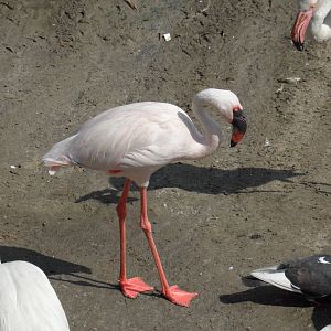 Lesser flamingo