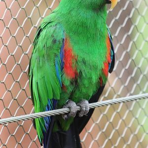 electus parrot male