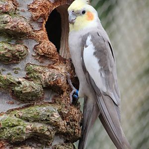 Cockatiel