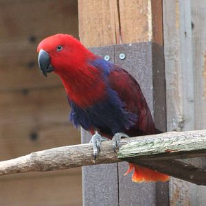 Electus parrot female