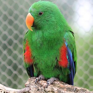 Electus parrot male