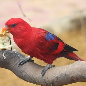Red lory